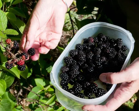 Seeking: Tasty Bakes to Utilize a Abundance of House-Made Jam